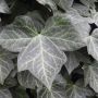 Hedging Screen - Hedera Helix Woerner - 1200mm x 1800mm