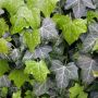 Hedging Screen - Hedera Hibernica - 1200mm x 1800mm