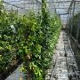 Hedging Screen - Trachelospermum Jasminoides - 1200mm x 1800mm