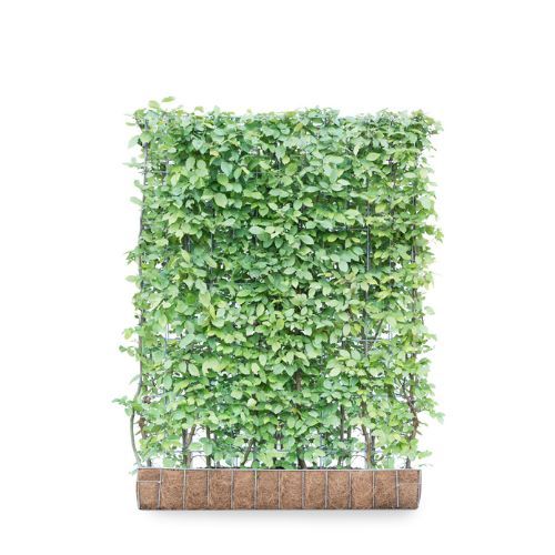 Hedging Screen - Carpinus Betulus