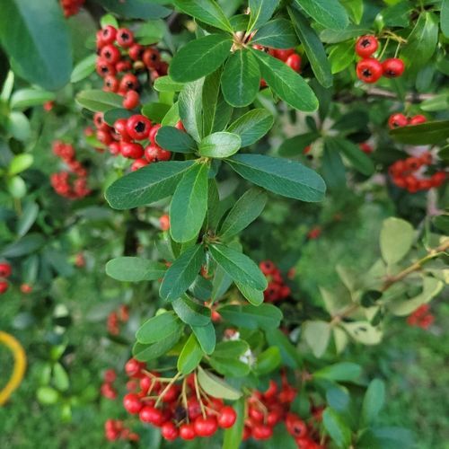 Hedging Screen - Pyracantha Dart's Red Close Up