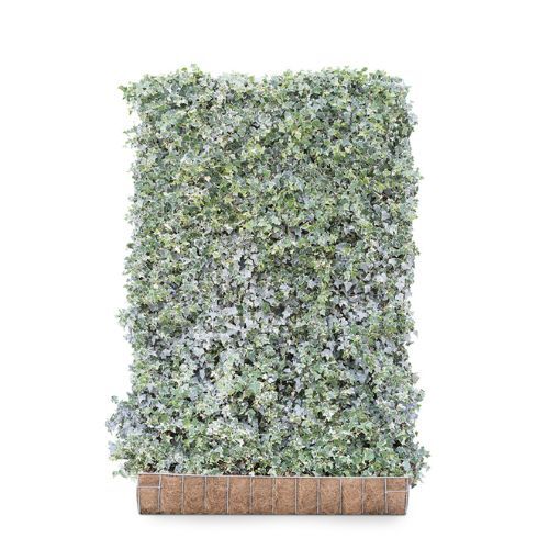Hedging Screen - Hedera Helix Glacier