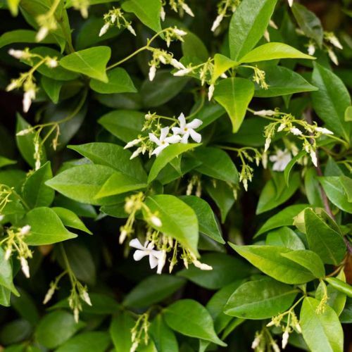 Hedging Screen - Trachelospermum Jasminoides Close Up