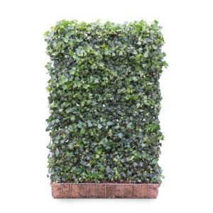 Hedging Screen - Hedera Helix Green Ripple