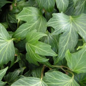 Hedging Screen - Hedera Helix Green Ripple Close Up