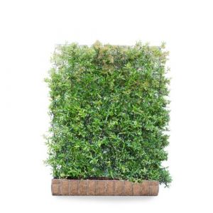 Hedging Screen - Pyracantha Dart's Red