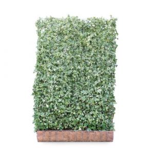 Hedging Screen - Hedera Helix White Ripple