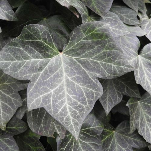 Hedging Screen - Hedera Helix Woerner - 1200mm x 1800mm