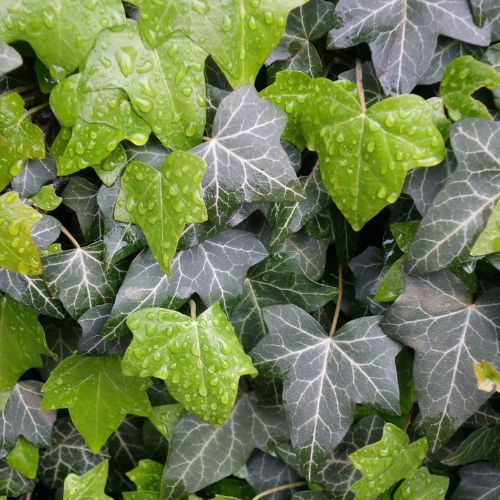 Hedging Screen - Hedera Hibernica - 1200mm x 1800mm